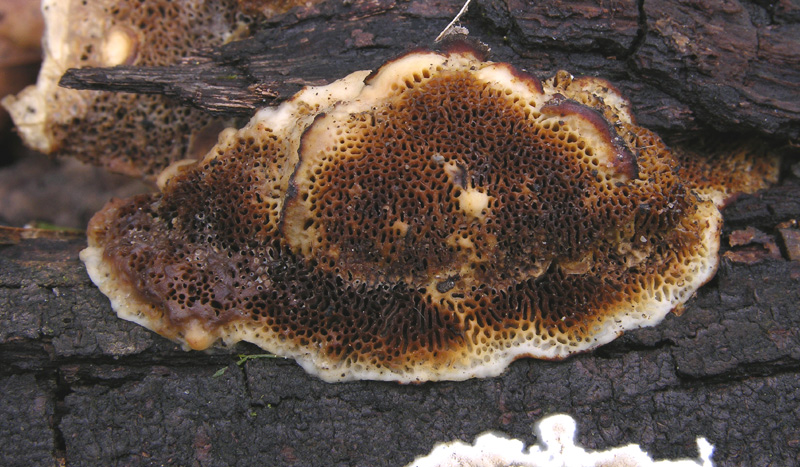 Da det.1 .Dichomitus campestris? (Diplomitoporus flavescens)